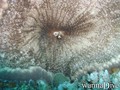 Tauchfoto