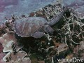 Tauchfoto