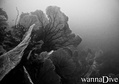 Tauchfoto