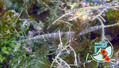 Tauchfoto