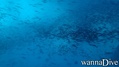 Tauchfoto