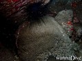 Tauchfoto
