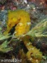 Tauchfoto