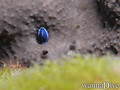 Tauchfoto