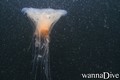 Tauchfoto