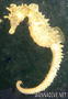 Tauchfoto