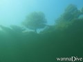Tauchfoto