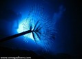 Tauchfoto