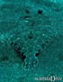 Tauchfoto