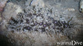 Tauchfoto