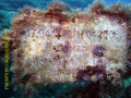 Tauchfoto