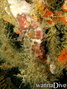 Tauchfoto