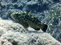 Tauchfoto