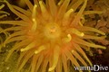 Tauchfoto