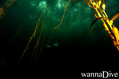 Tauchfoto
